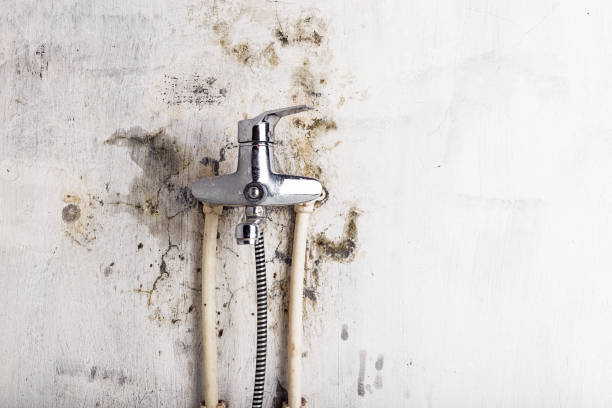 Best Home Mold Removal  in London, OH