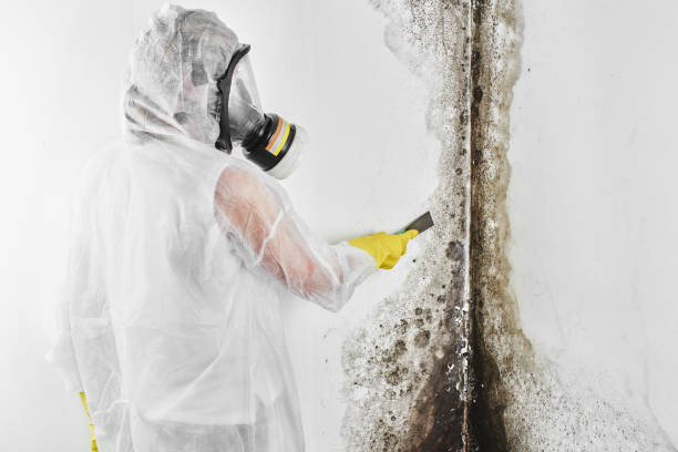 Best Mold Remediation  in London, OH