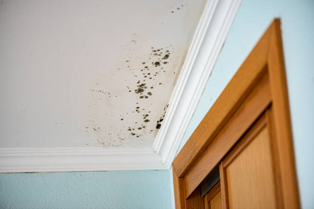 Best Black Mold Removal  in London, OH