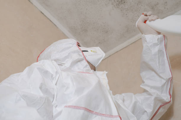 Best Toxic Mold Removal  in London, OH