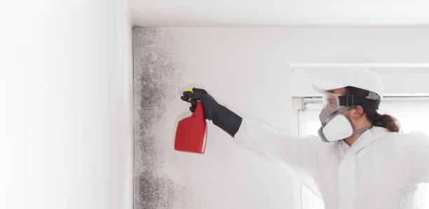 Best Black Mold Removal  in London, OH