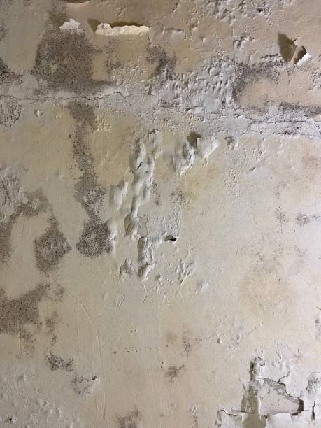 Best Mold Testing  in London, OH