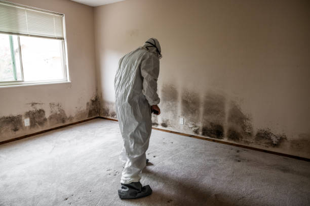 Best Emergency Mold Removal  in London, OH