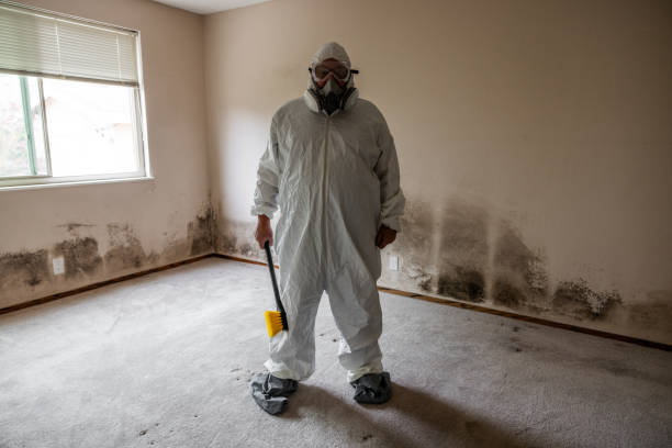 Best Residential Mold Removal  in London, OH