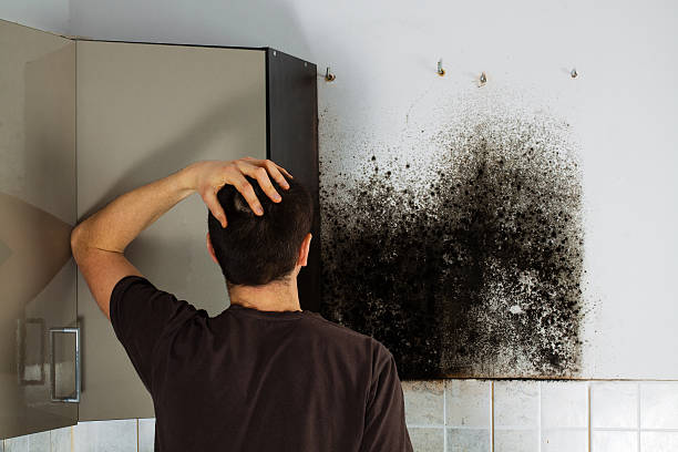  London, OH Mold Removal Pros