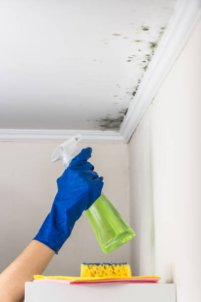 Best Emergency Mold Removal  in London, OH